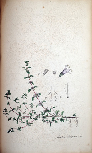 Poley Mentha Pulegium, 1828
