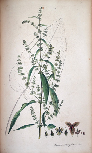 Stumpfblättriger Ampfer Rumex optusifolius, 1828
