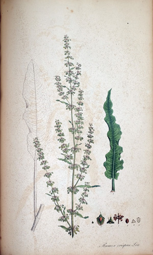Kraser Ampfer Rumex crispus, 1828