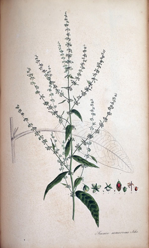 Wald-Ampfer Rumex nemorosus, 1828