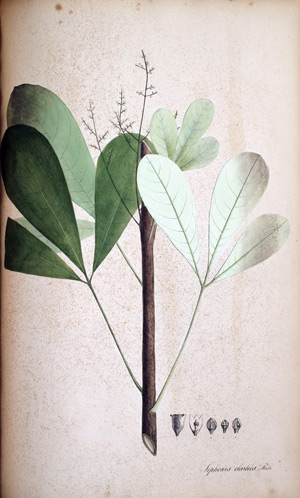 Federharz-Baum Siphonia elastica, 1828