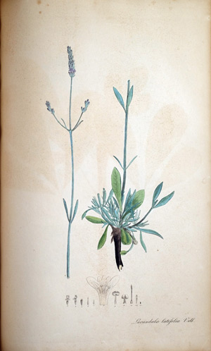 Breitblättriger Lavendel Lavandula latifolia, 1828