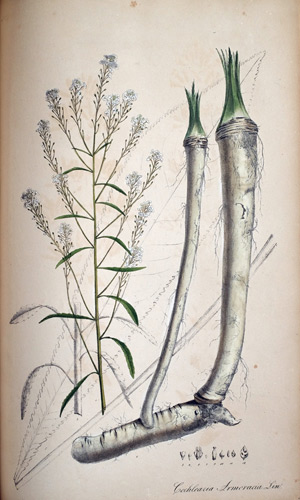 Merettich Cochlearia, 1828