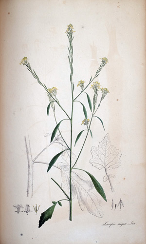 Schwarzer Senf Sinapis nigra, 1828