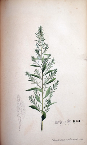 Wohlriechender Gänsefuß Chenopodium ambrosiodes, 1828