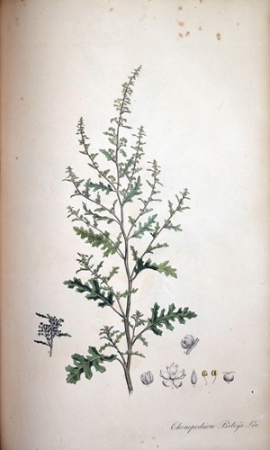 Traubenkraut Chenopodium Botrys, 1828