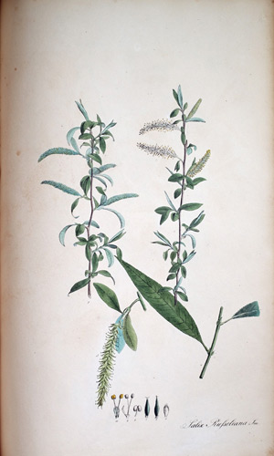 Russelsche Weide Salex Russeliana, 1828