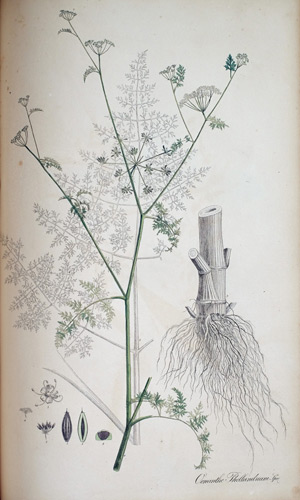 Wasserfenchel Oenanthe, 1828