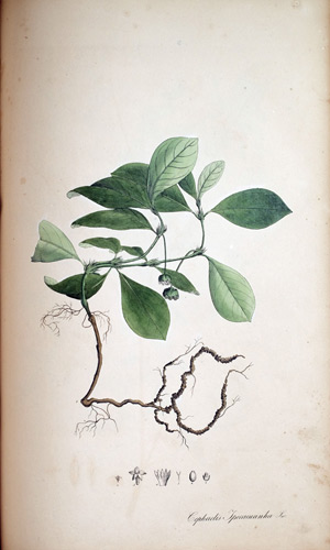Brechwurzel Cephaelis, 1828
