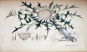 Eberwurzel Carlina, 1828