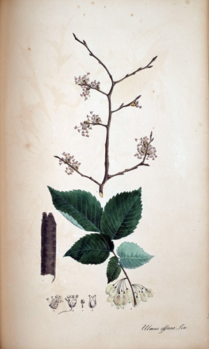 Trauber-Rüster Ulmus effusa, 1828