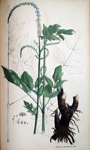 Traubenblütrige Actea Actea racemosa, 1828