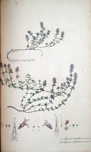 Quendel, Thymian Thymus, 1828