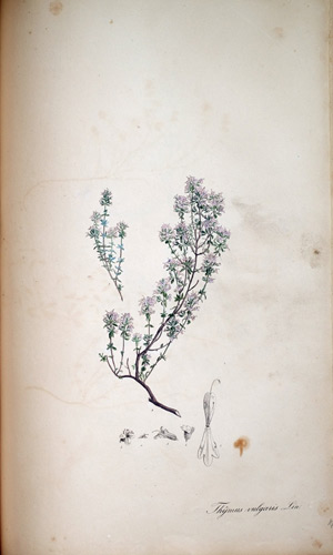 Thymian Thymus vulgaris, 1828