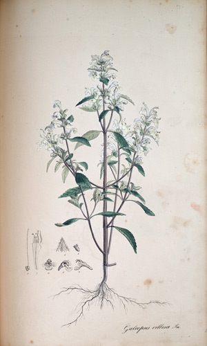 Wolliger Hohlzahn Galeopsis, 1828