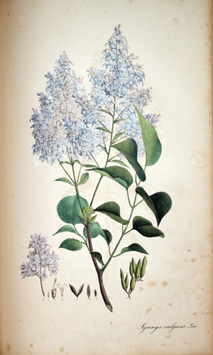 Lila, blauer Holunder Syringa vulgaris, 1828