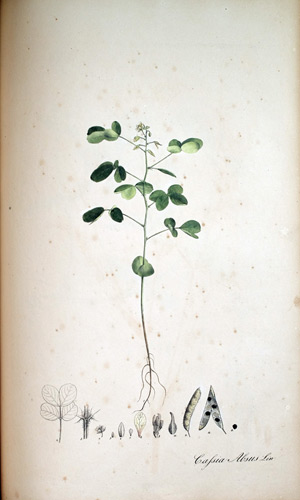 Cichm-Pflanze Cassia Absus, 1828