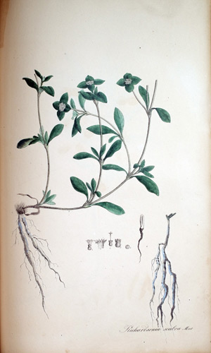 Mehlige Brechwurzel Richardsonia, 1828