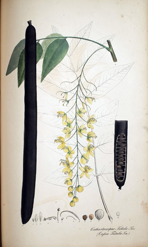 Röhren-Cassie Cathartocarpus, 1828