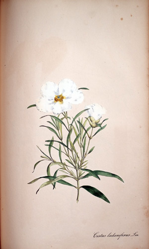 Zist-Rose Cistus ladaniferus, 1828
