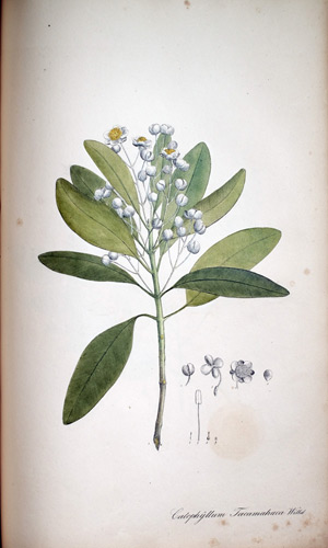 Takamahaka-Baum Calophyllum tacamahaca, 1828