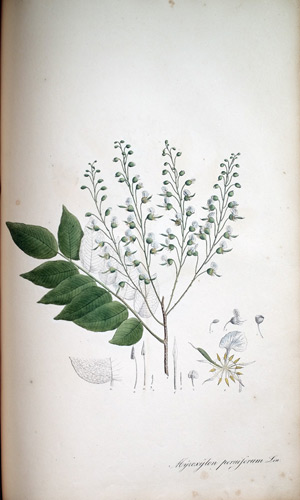 Peruanischer Balsam-Baum Myroxylon, 1828