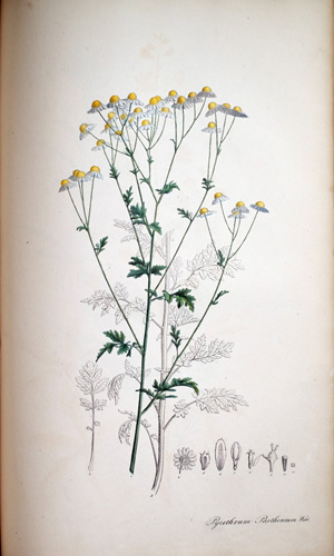 Mutterkaut Pyrethrum, 1828