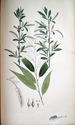 Bruchweide Salix fragilis, 1828
