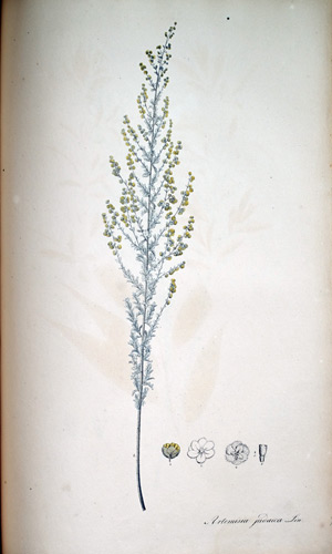 Jüdischer Beifuß Artemisia judaica, 1828