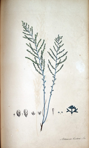 Persicher Beifuß Artemisia condra, 1828