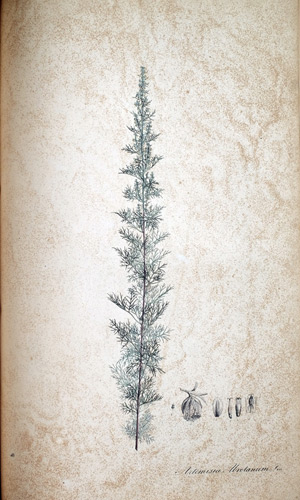 Stabwurz Artemisia abrotanum, 1828