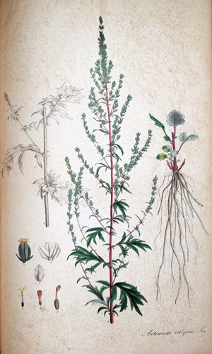 Beifuss Artemisia vulgaris, 1828