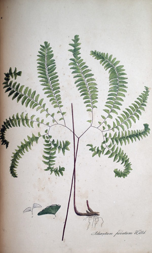 Nordamerikanisches Frauenhaar Adiantum pedatum, 1828