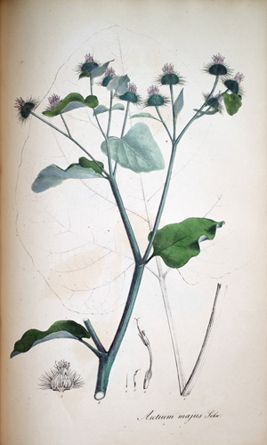 Grosse Klette Arcticum majus, 1828