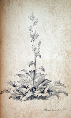 Rhabarber Rheum palmatum