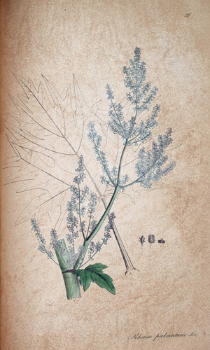 Rhabarber Rheum palmatum