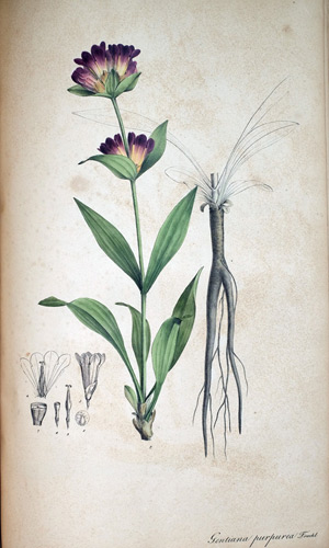 Enzian Gentiana purpurea