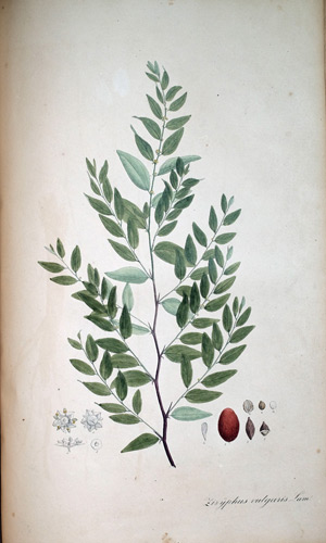 Brustbeeren-Baum Zyziphus