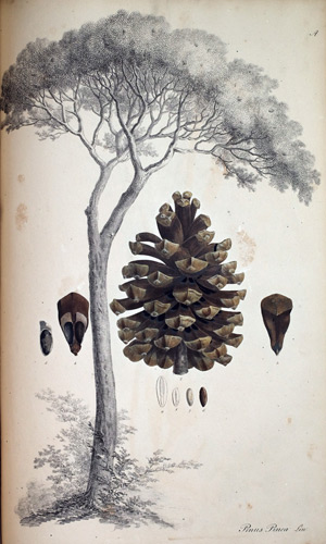 Pinie Pinus Pinea