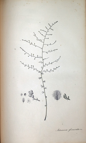 Barbarischer Wurmsamen, Beifuß Artemisia glomerata
