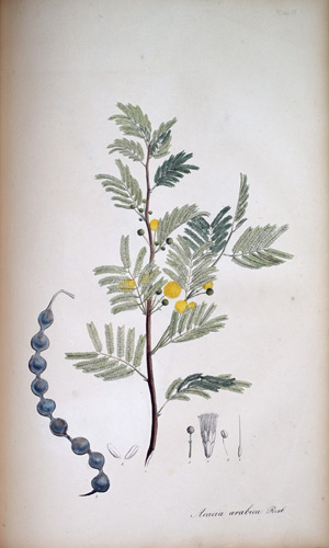 Schotenbaum Acacia