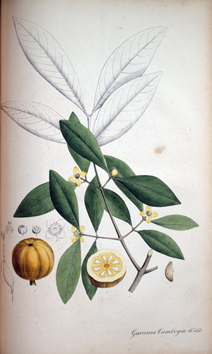 Gummiguttbaum Garcinia