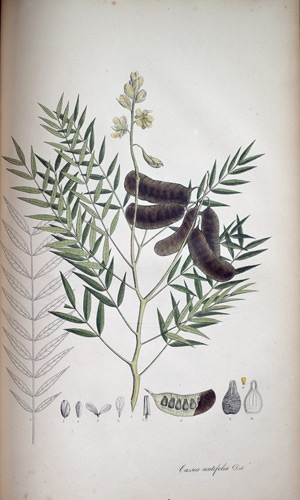 Senna-Pflanze Cassia acutifolia