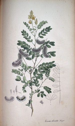 Cassia Cassia obovata