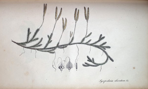 Bärlapp Lycopodium