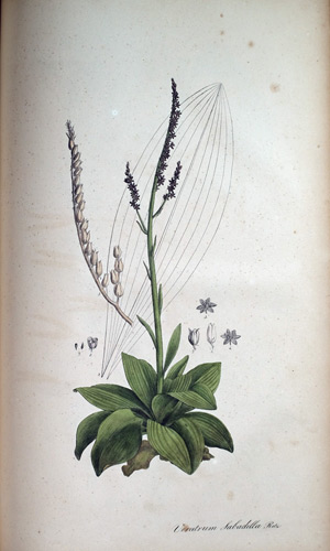 Sabadill-Pflanze Veratrum Sabadilla