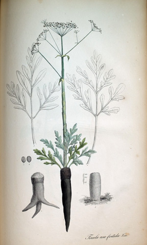 Stienkasant-Pflanze Ferula