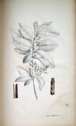 Kaskarill-Strauch Croton Eluteria