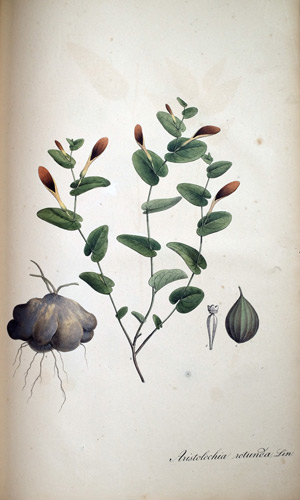 Osterluzei Aristolochia rotunda