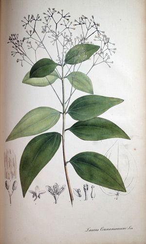 Ceylon-Zimt Laurus Cinamomum